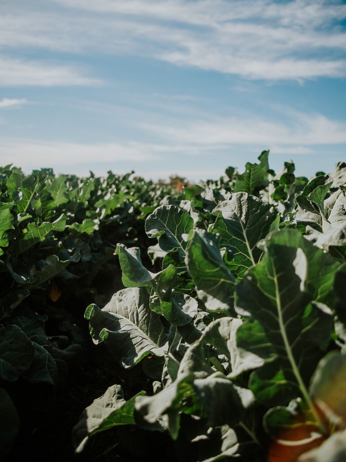 Vibrant green crop field stretching under a clear blue sky, showcasing agricultural growth.
