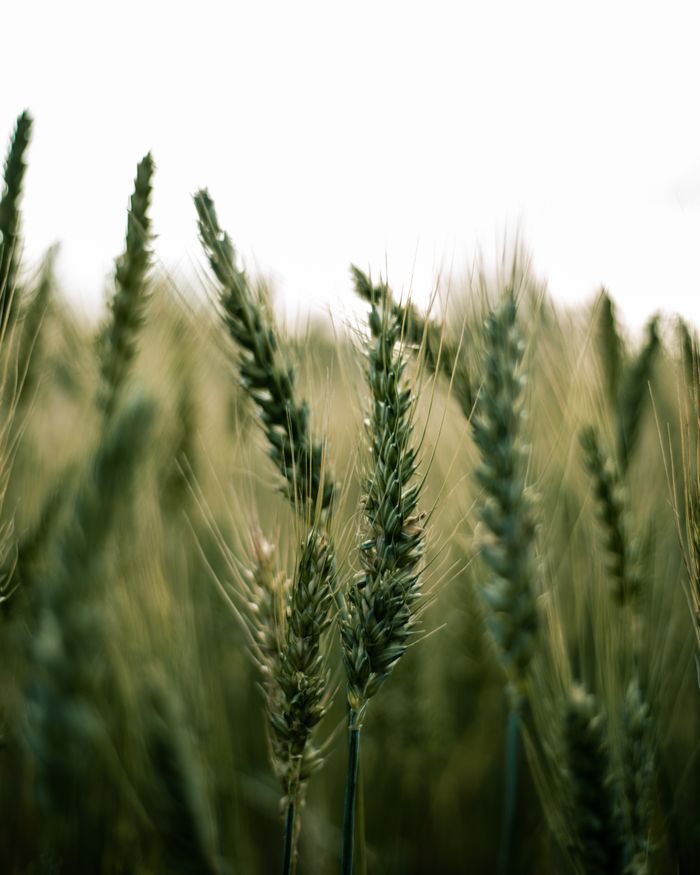 Detailed macro shot of lush green wheat stalks in a field, showcasing agricultural beauty.